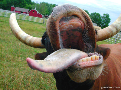 Mad Cow